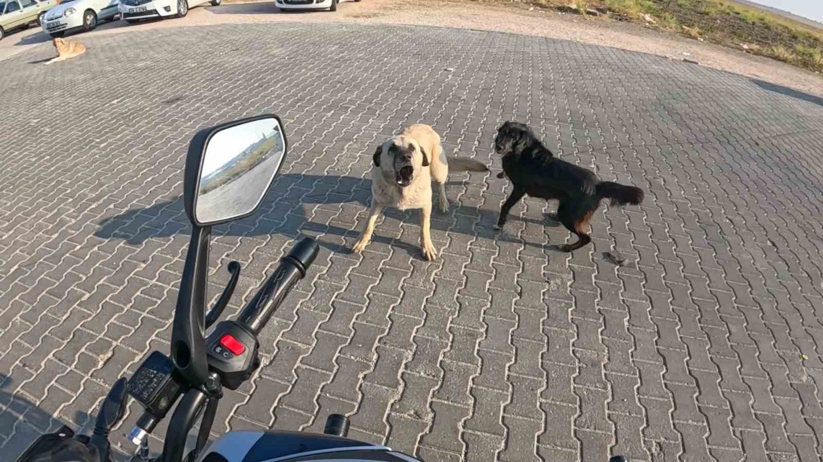 Seyir halindeki motosiklete 3 başıboş köpeğin saldırdı