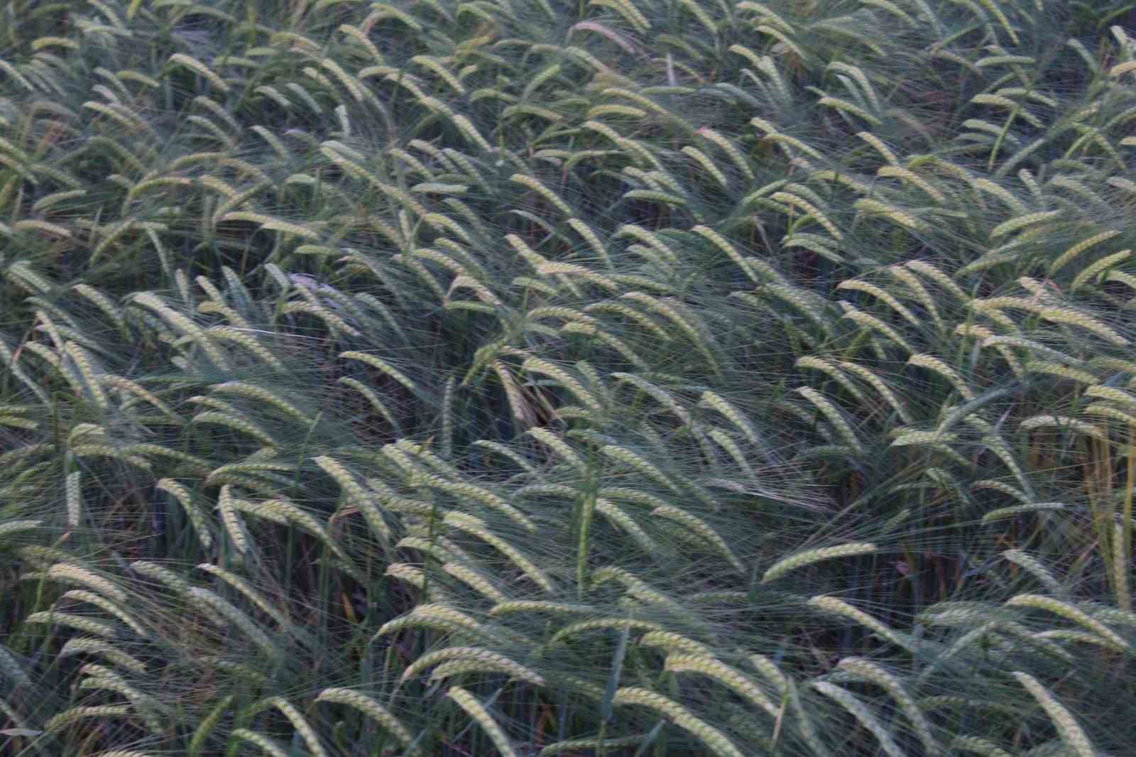 Tahılda alarm çanları çalıyor!