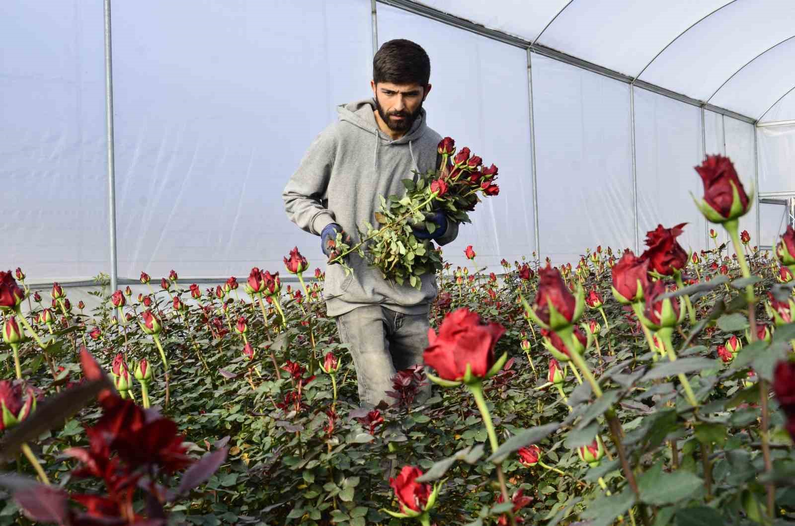 Gül üreticileri ve çiçekçi esnafını ’14 Şubat’ telaşı sardı