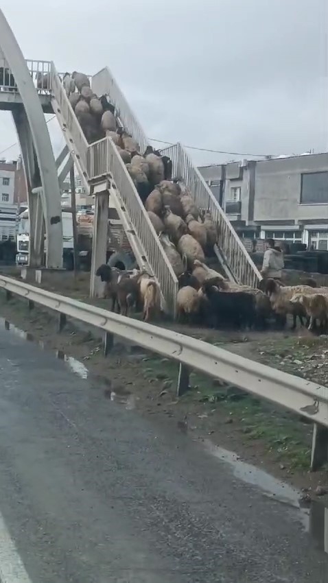 Koyunlardan yayalara üst geçit mesajı