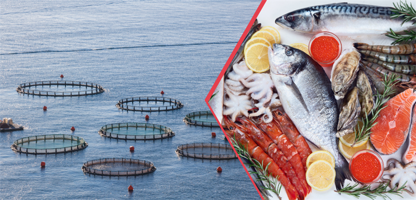 Su ürünleri ihracatında rekor kırıldı