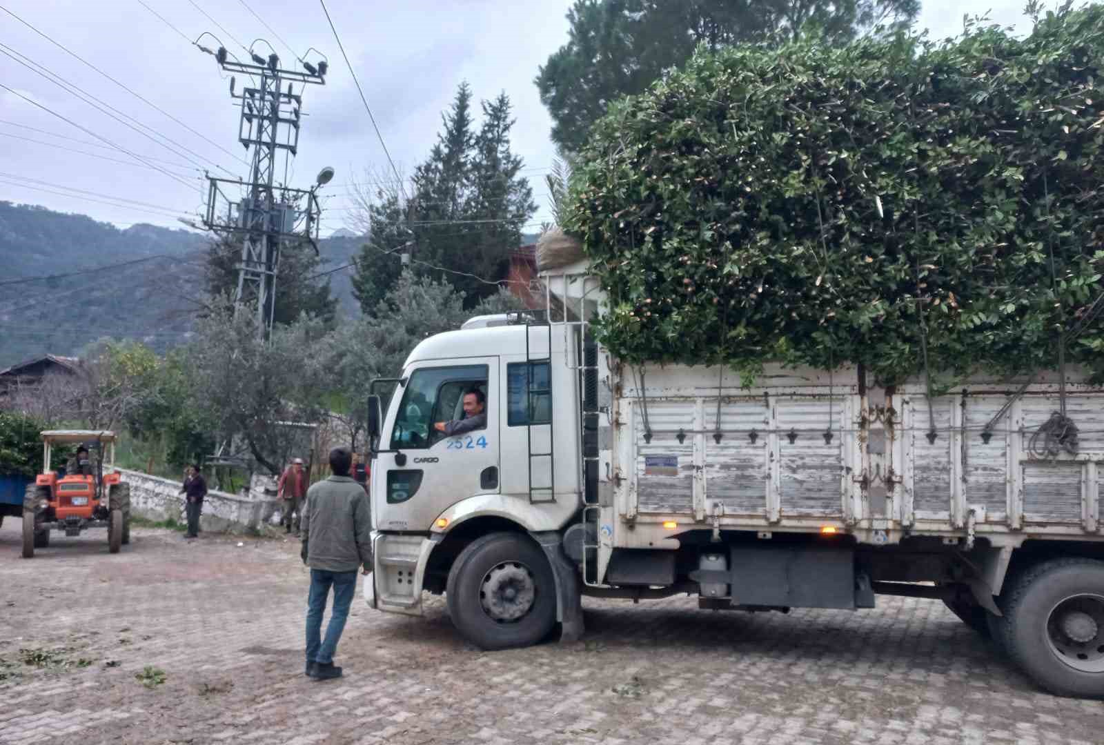 Antalya’dan tüm dünyaya ihraç ediliyor: 300 ton defne yaprağı hasadı yapıldı