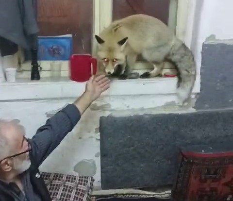 Aç kalan tilki, köylülere misafir oldu