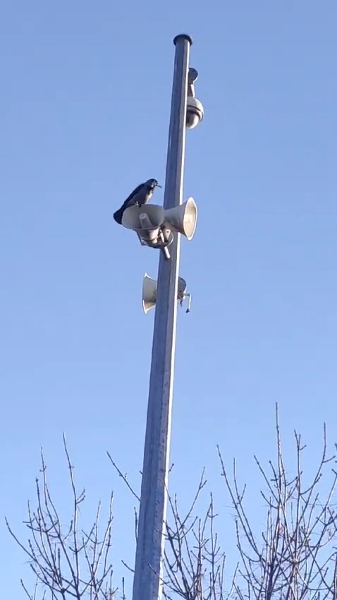 ’Allah’ diye bağıran karga görenleri şaşırttı