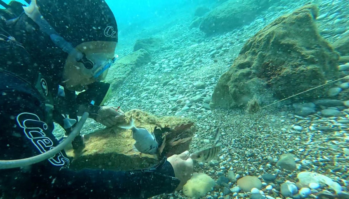 Su altına dalan profesör, 2 balığın hayatını kurtardı