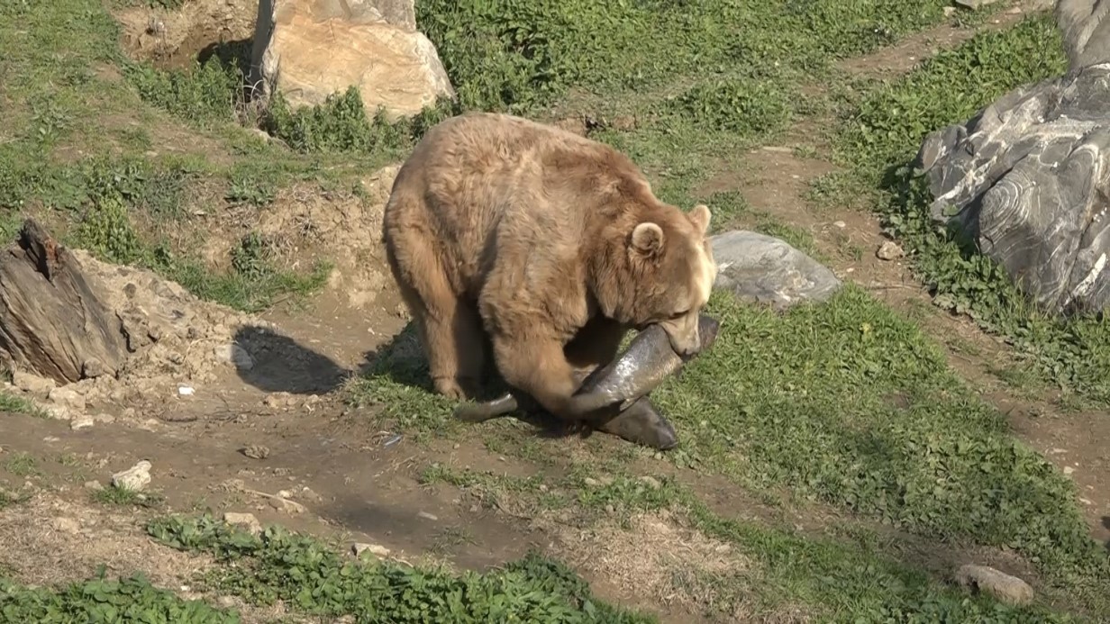 Şubatın ortasında güneşi gören ayılar, uykuyu unuttu