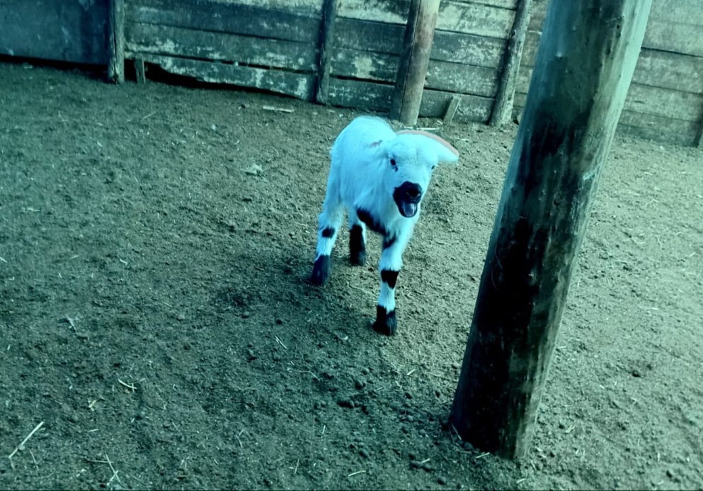 Yeni doğan kuzu görenleri hayrete düşürdü