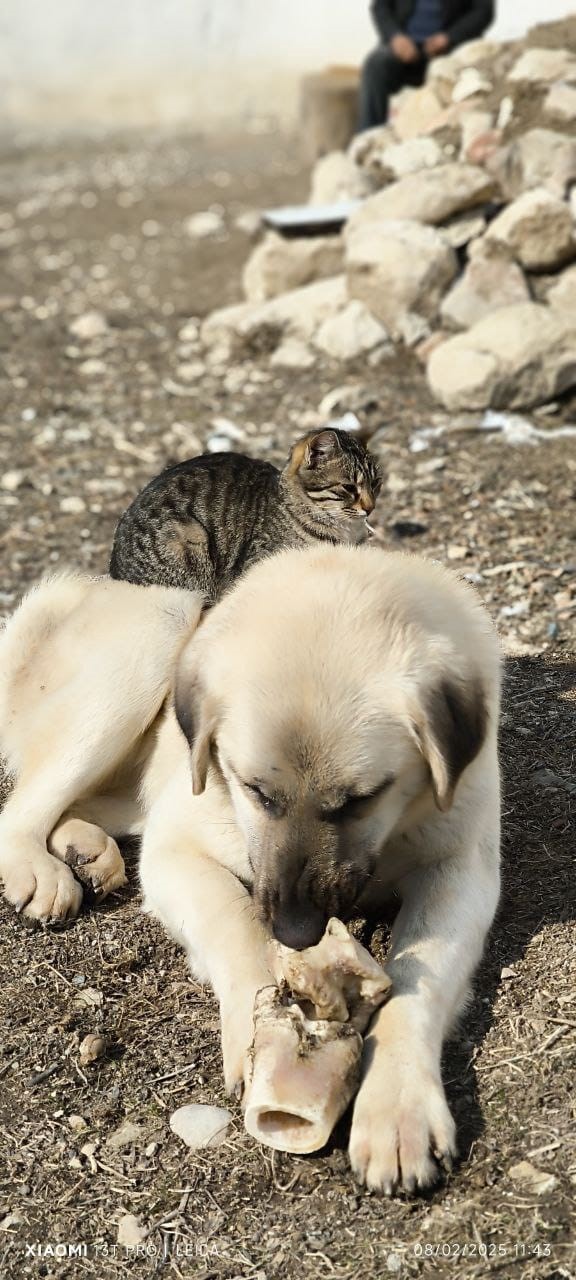 Aynı kaptan yemek yiyip sırtında gezdirdi: Kedi ile köpeğin inanılmaz dostluğu
