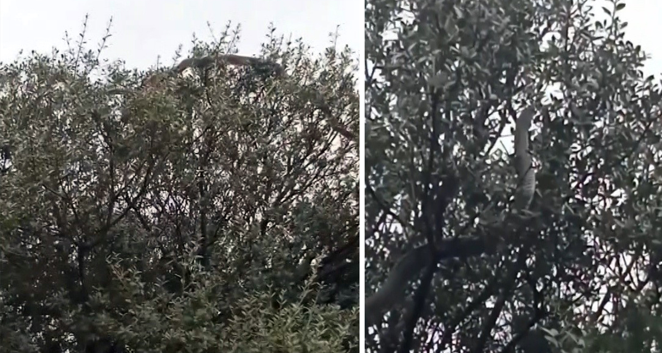 Çanakkale’de dev yılan görüldü: Yaklaşık 8 metre