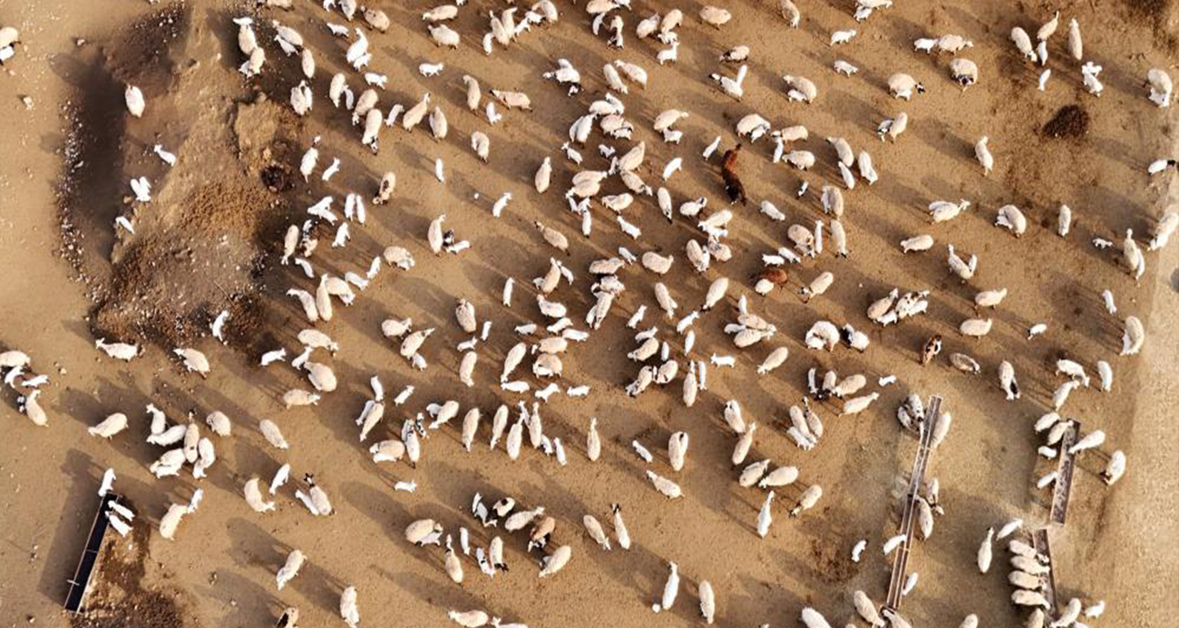 Koyun ve kuzuların coşkulu buluşması