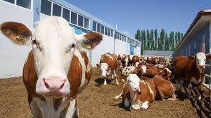 Kırsalda Bereket, Hayvancılığa Destek Projesi’ne Başvurular Başladı