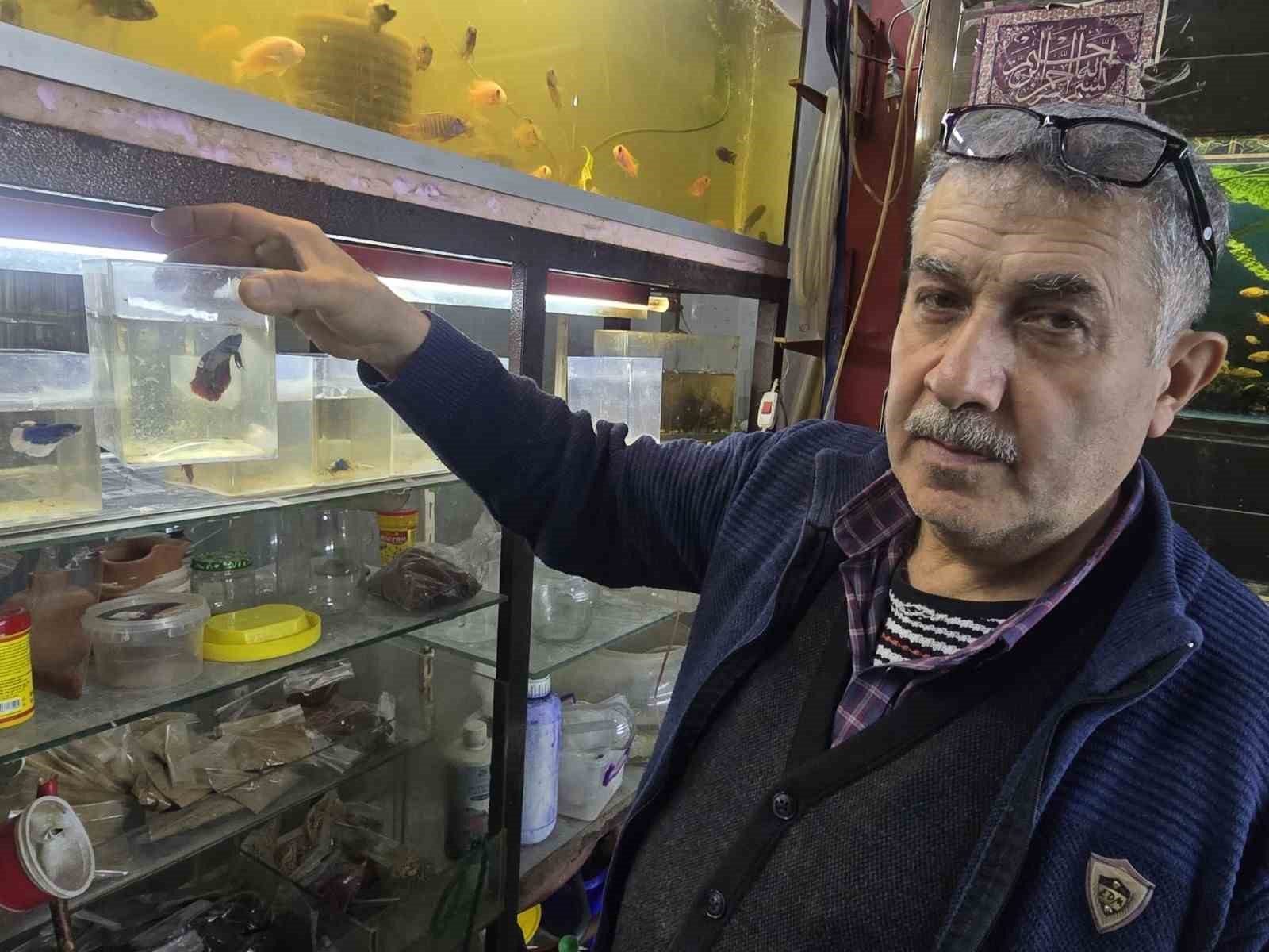 Kavgacı balıklar ayrı bölümlerde tutularak satışa sunuluyor