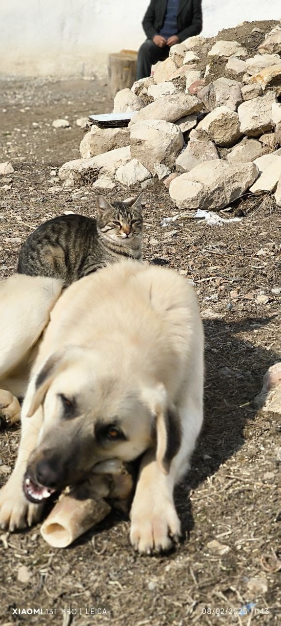 Kedi ile köpeğin inanılmaz dostluğu