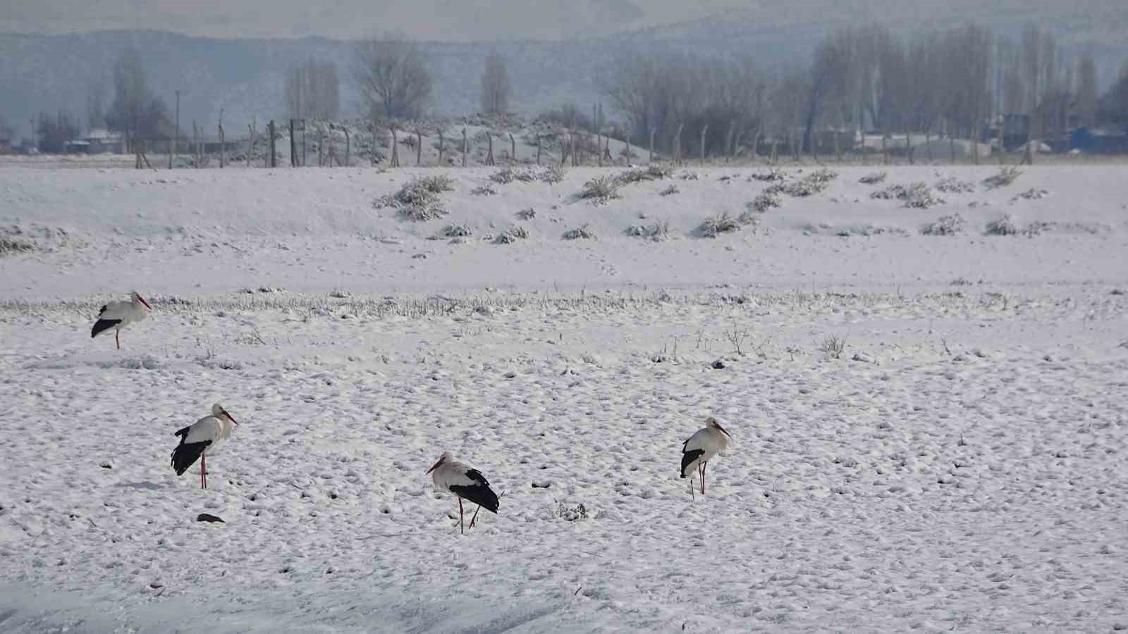 Leylekler dondurucu soğuklara rağmen göç etmedi