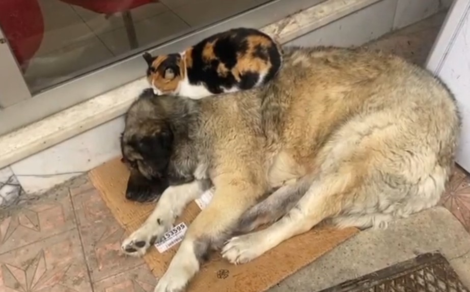 Soğuktan korunmak isteyen kedi köpeğe sığındı