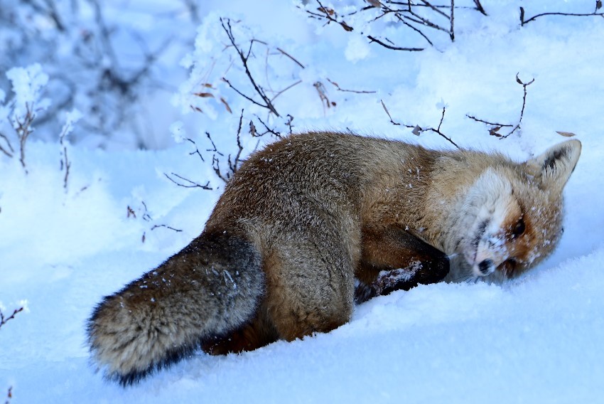 Tarım ve Orman Bakanlığı tarafından 20 ilde oral aşı atım çalışması gerçekleştirilecek