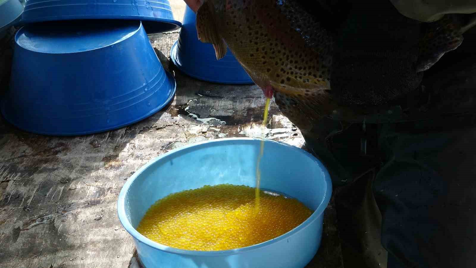 Van’da alabalık sağımı yapıldı