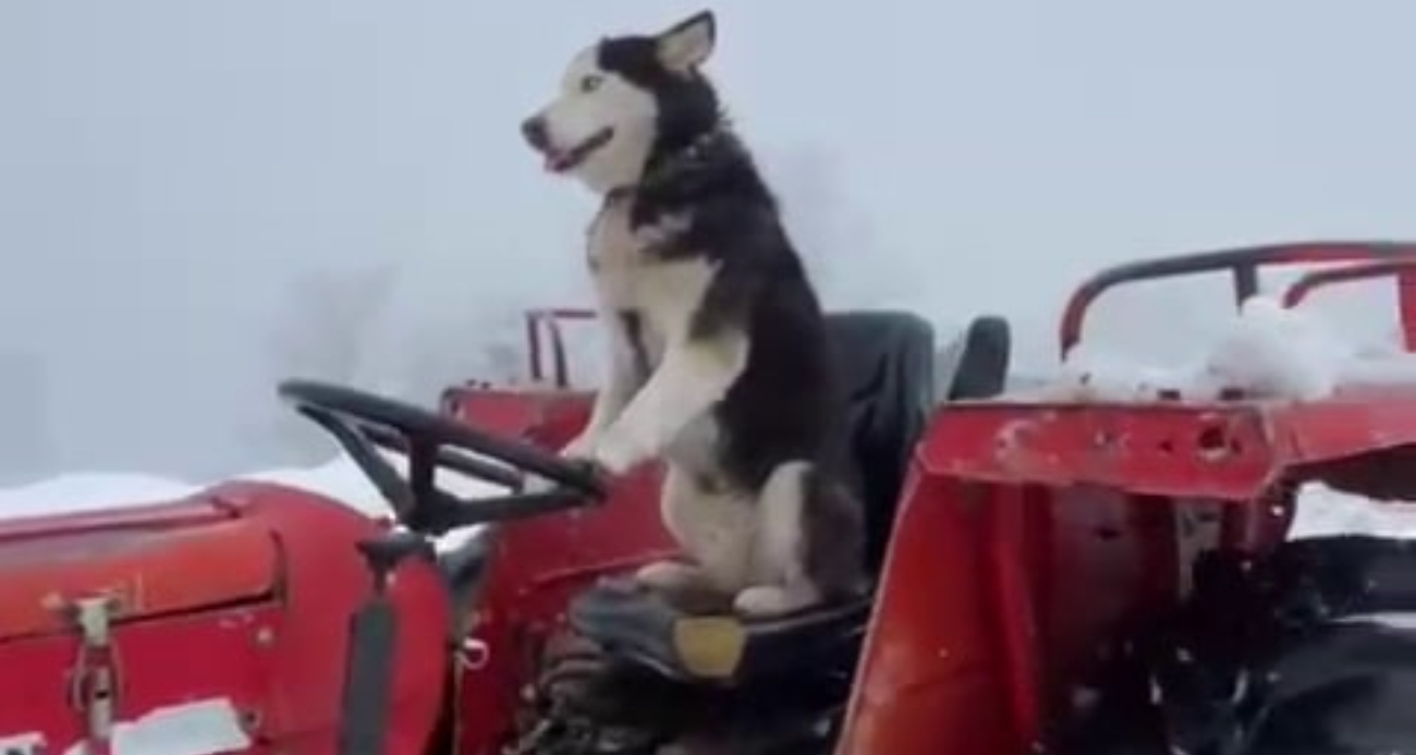 Sibirya kurdu traktör sürdü. O anlar kamerada