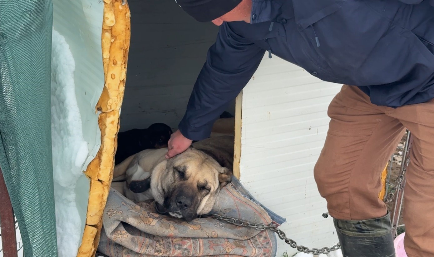 Anneleri ölen yavru kurt köpeklerine Kangal köpeği annelik etti