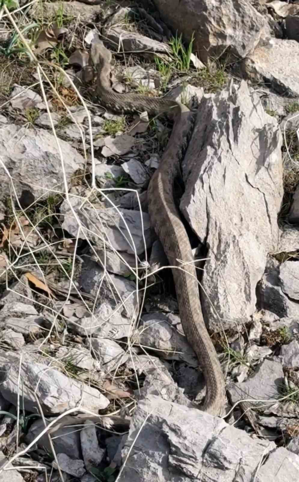Şemdinli’de engerek yılanı görüntülendi