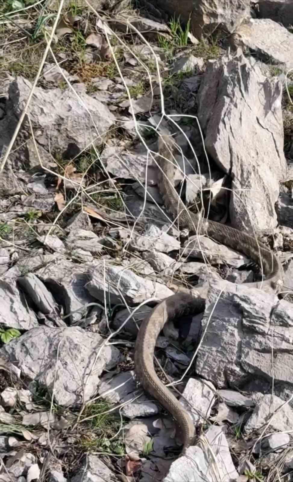Şemdinli’de engerek yılanı görüntülendi