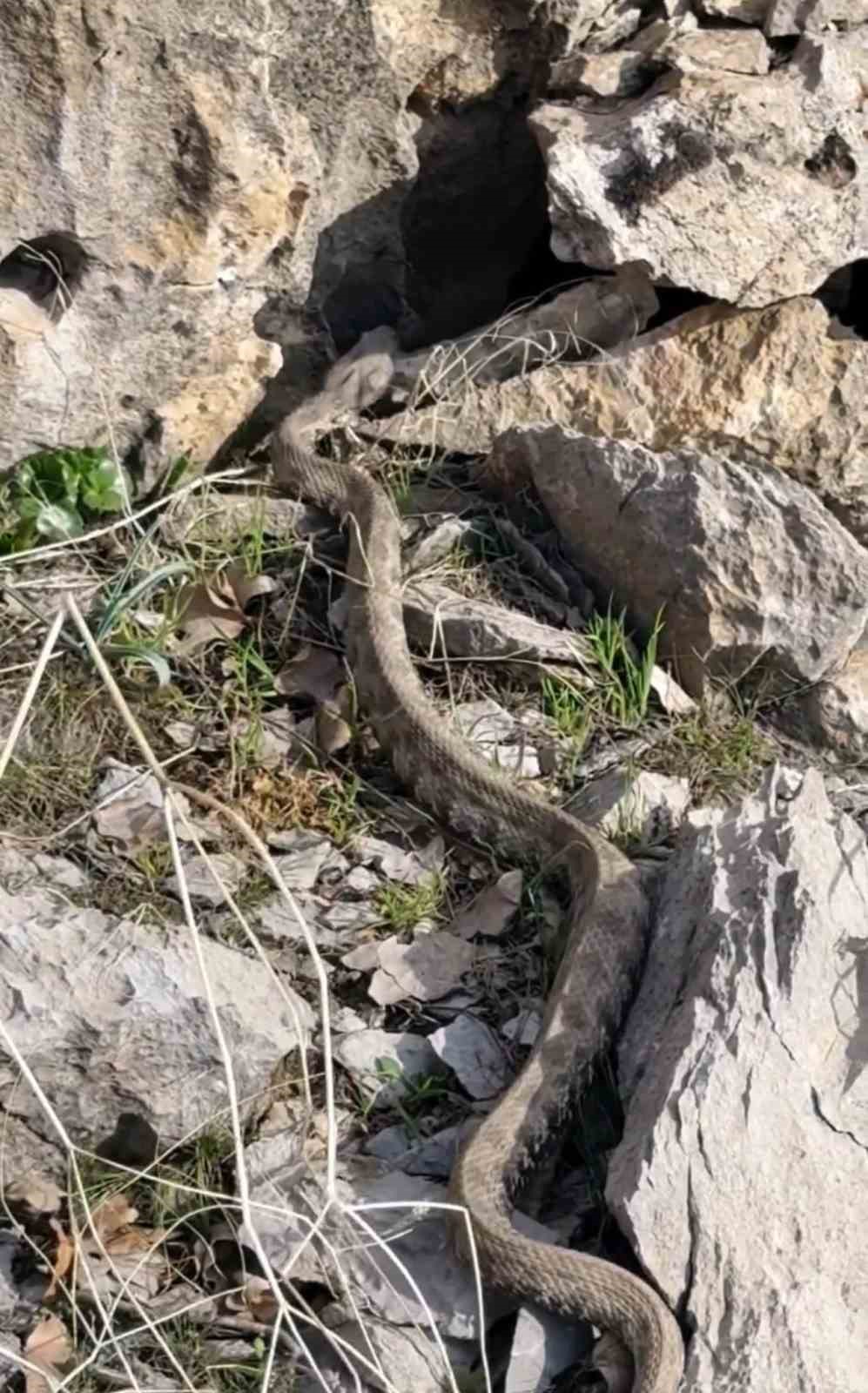 Şemdinli’de engerek yılanı görüntülendi