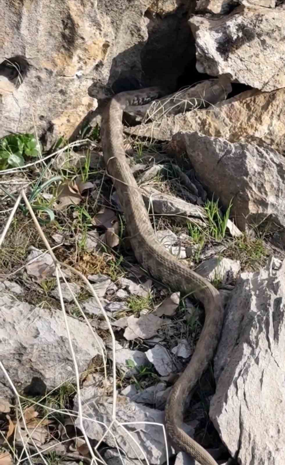 Şemdinli’de engerek yılanı görüntülendi