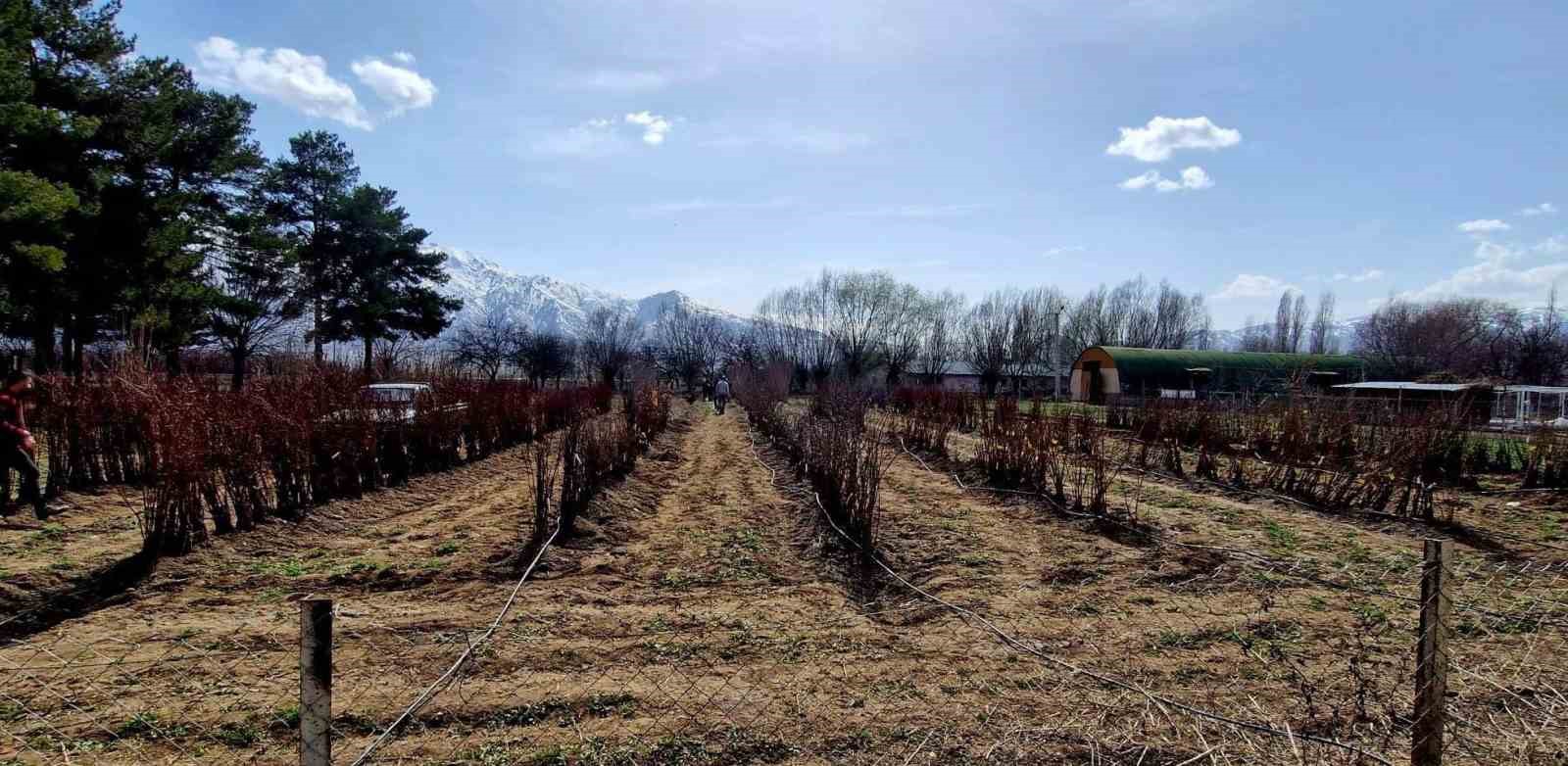 20 bin adet meyve fidanı satılacak