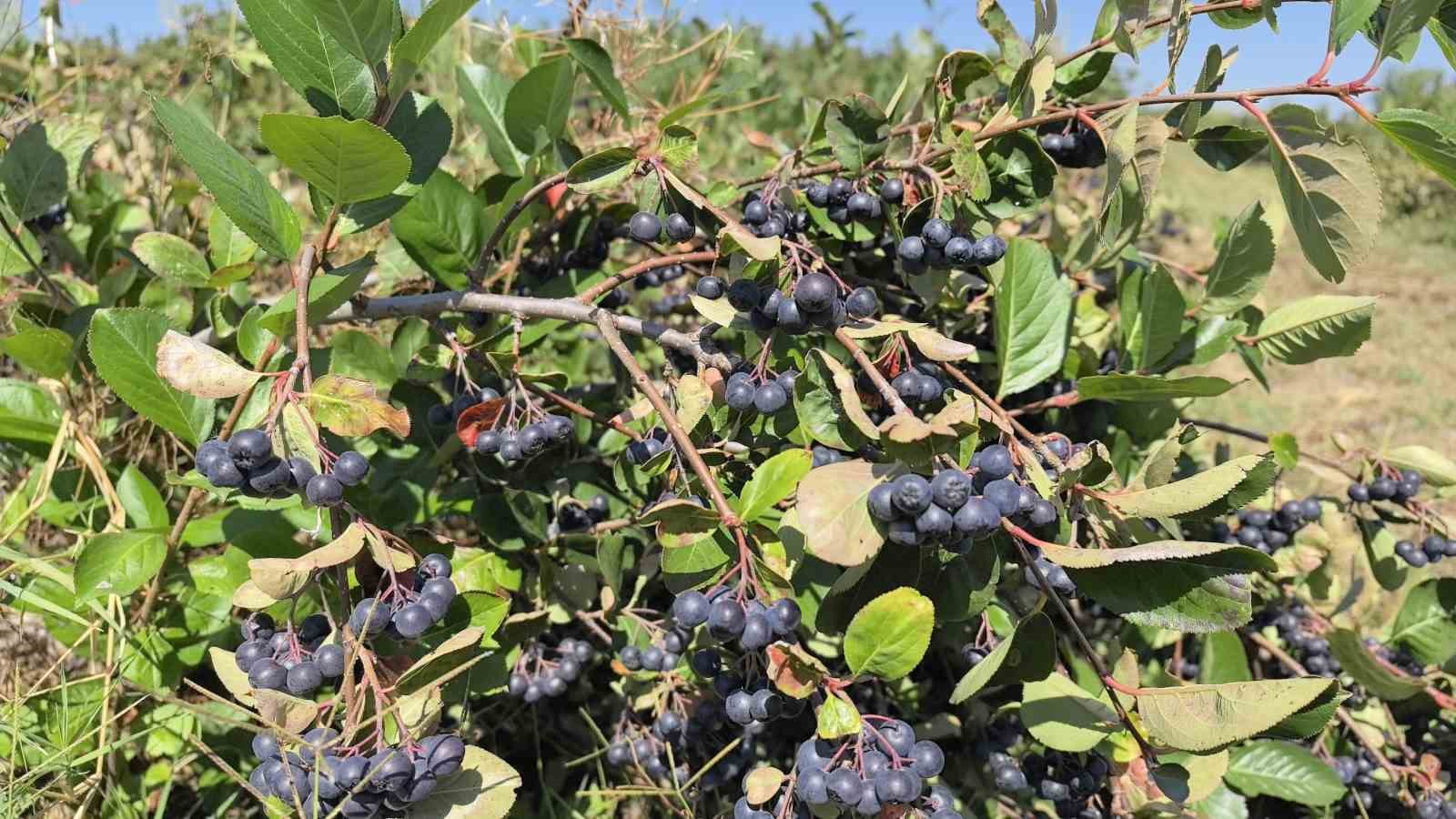 Çiftçinin aronyoları, öğrencilerin elinde reçele dönüştü