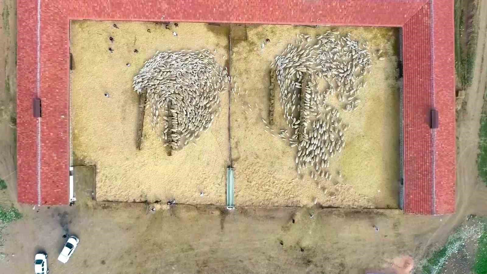 Yüzlerce kuzu anneleriyle beslenme saatinde buluştu, o anlar dron kamerasında