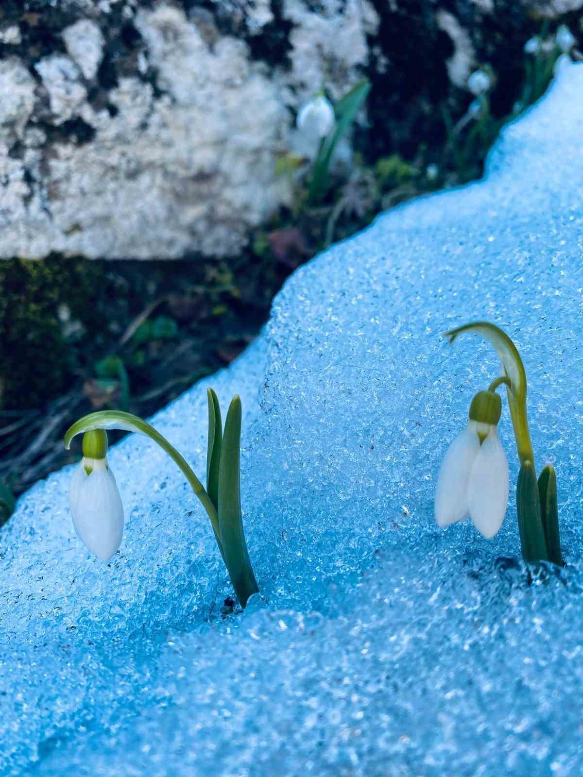 ’Baharın müjdecisi’ kardelenler çiçek açtı