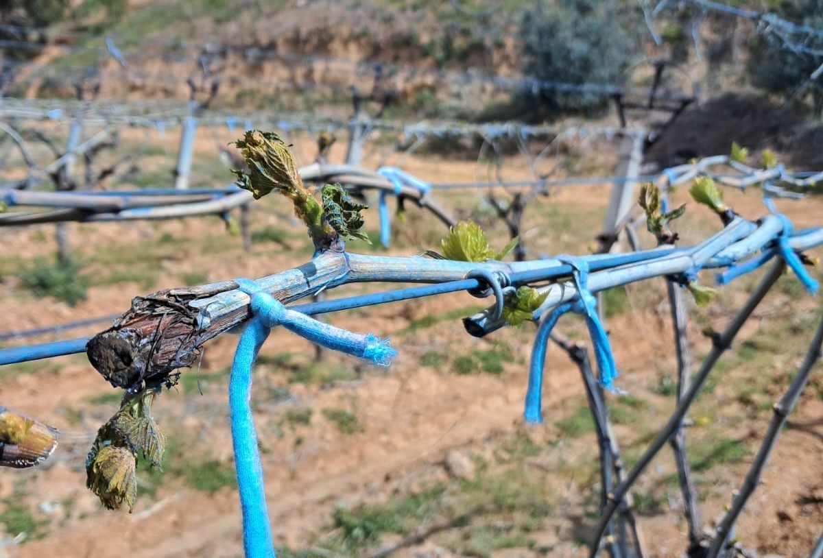 Zirai don tehlikesi devam ediyor