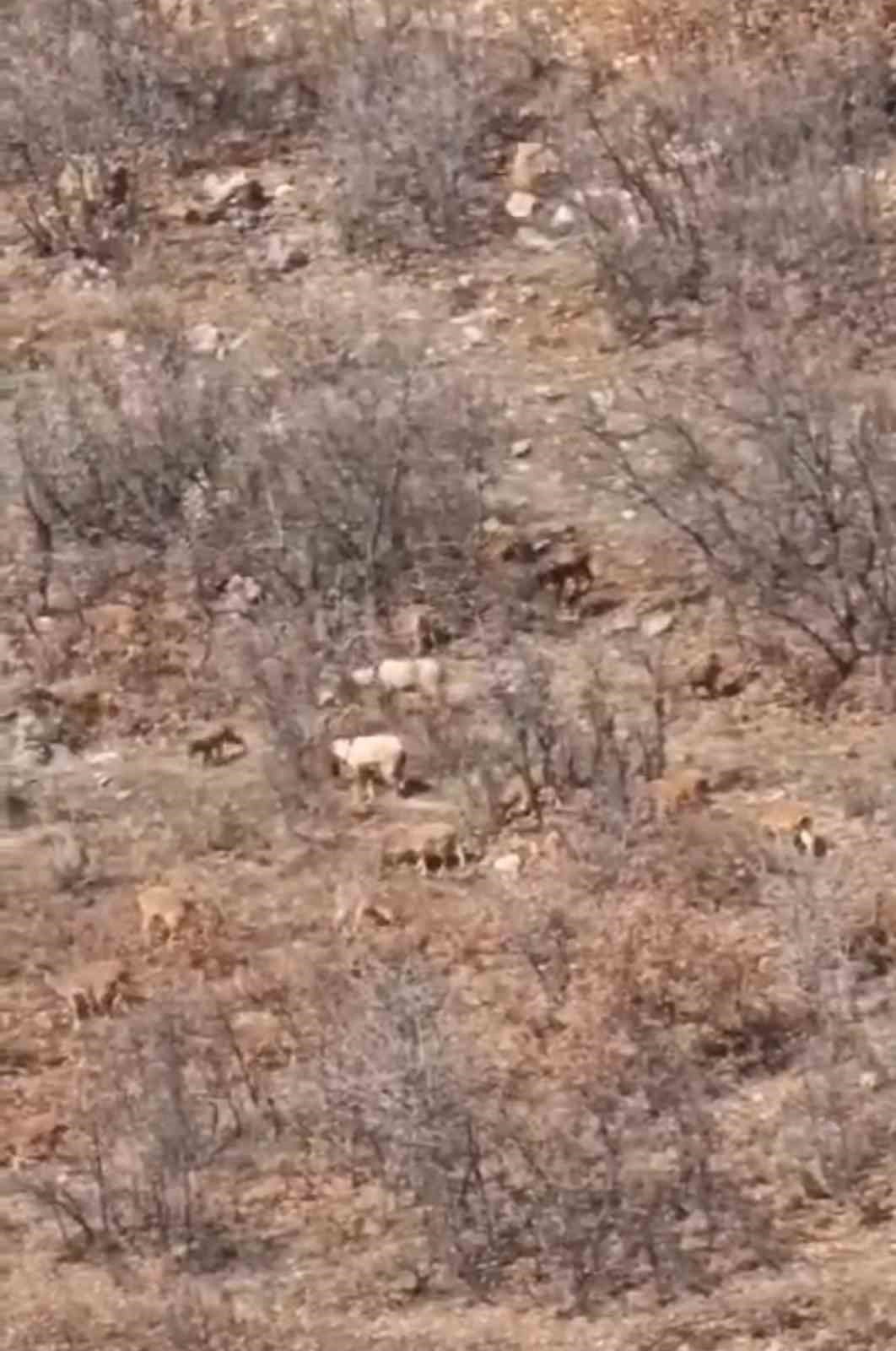 Sürü halinde gezen dağ keçilerini avlama cezası 650 bin lira