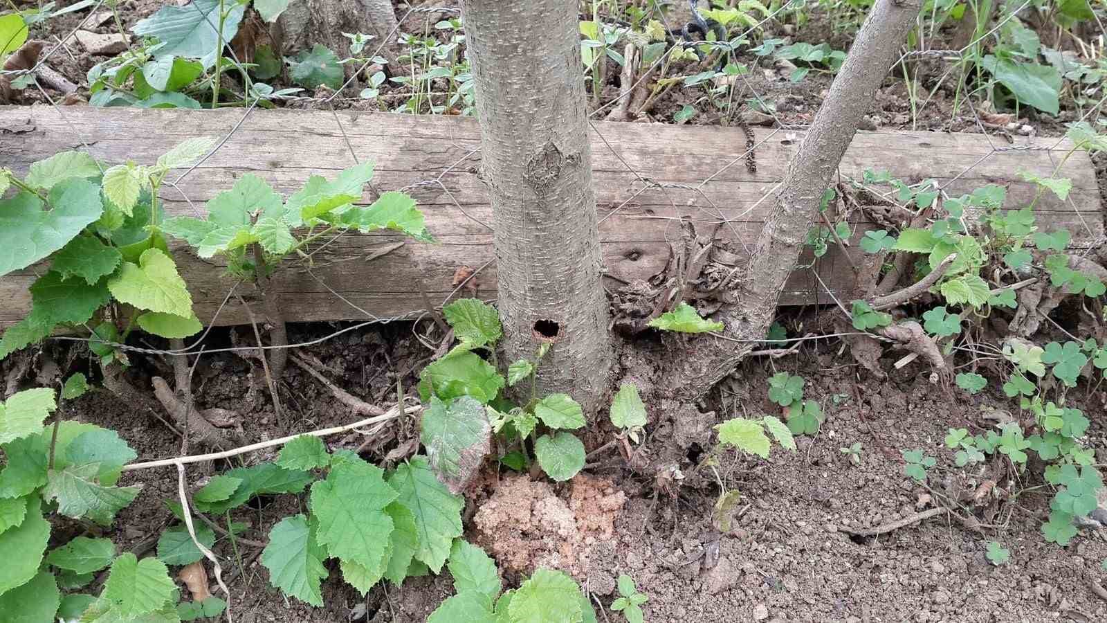 Fındığın kanseri ’Drakula’ son evrelerini yaşıyor