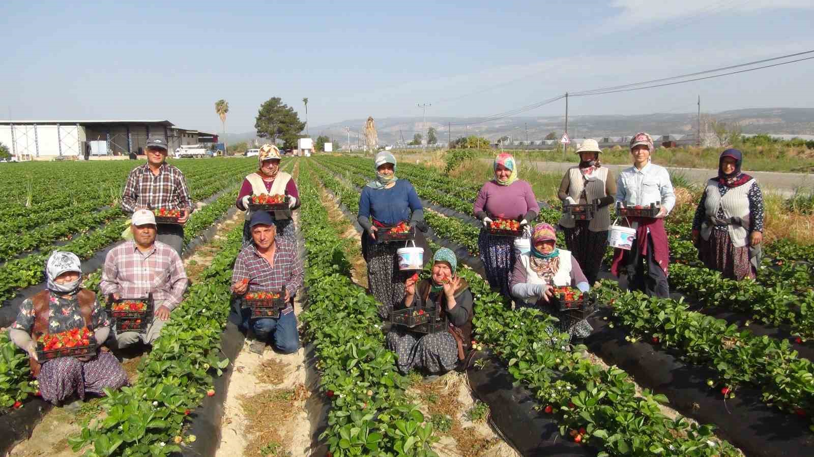 Mersin’de çilekte ihracat başladı
