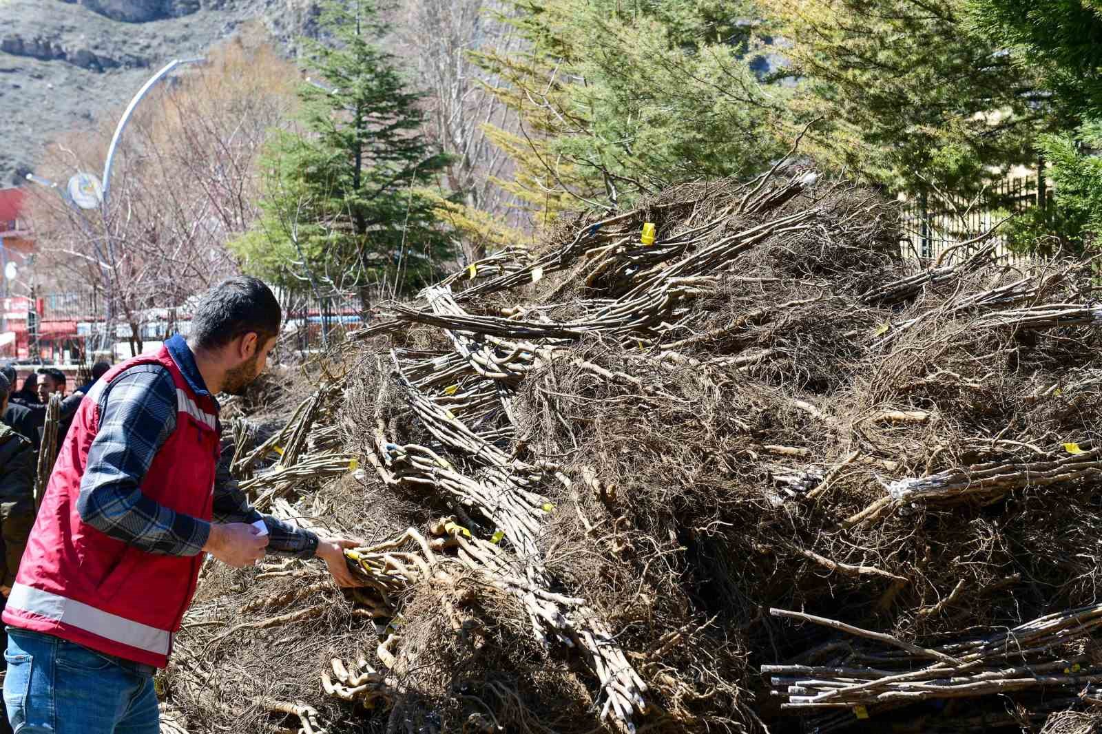 Çatak’ta çiftçilere yüzde 80 hibe ile fidan dağıtımı yapıldı