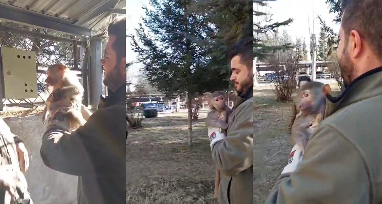 Bir vatandaş yolda yürürken maymun buldu