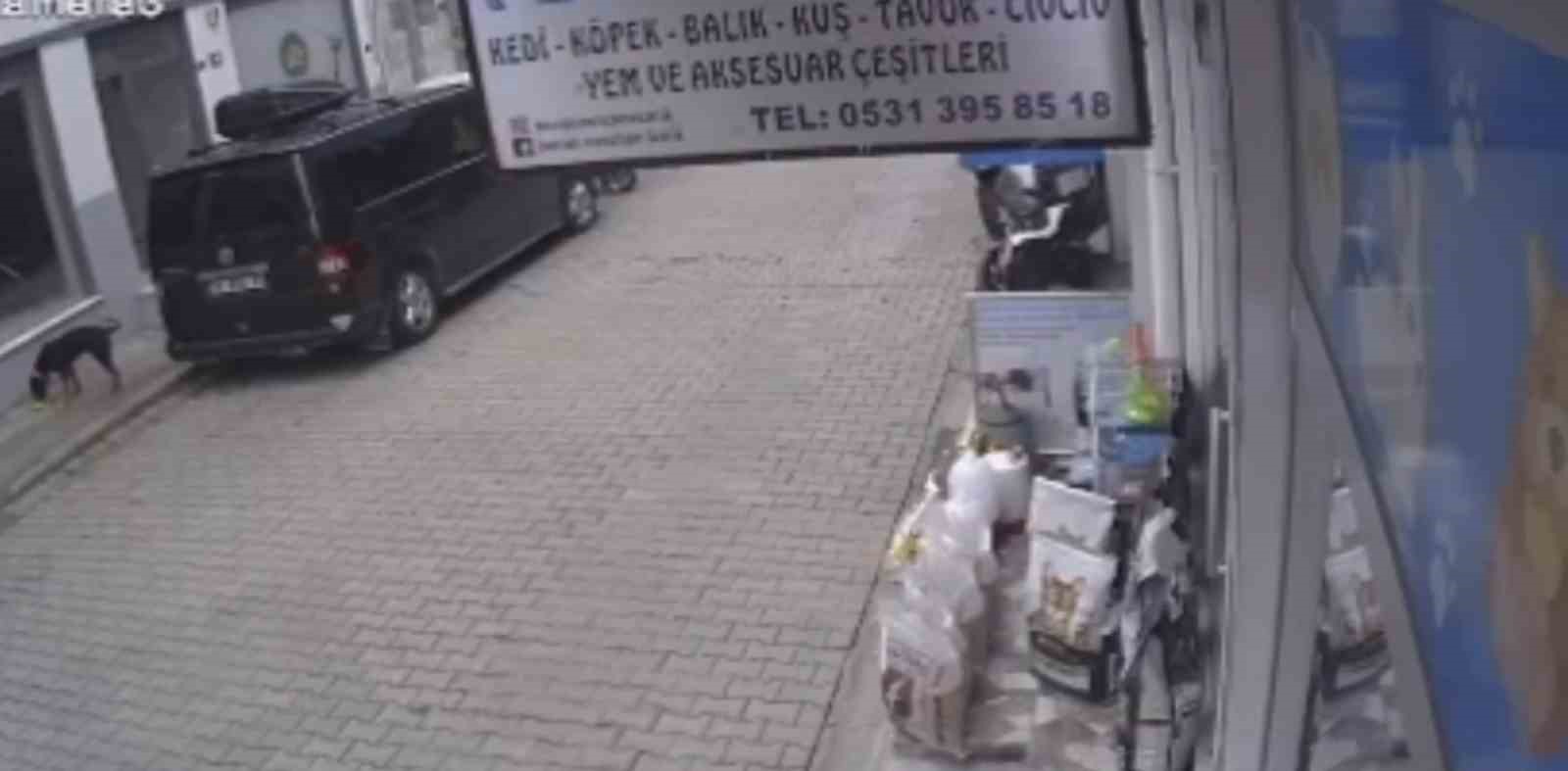 Kediyi kıskanan köpek, mamayı alıp kaçtı