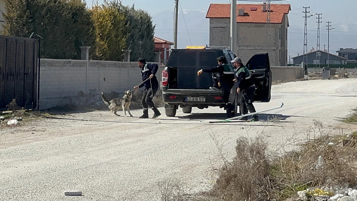 Konya’da belediyenin toplamaya başladığı köpekleri kaçırdılar