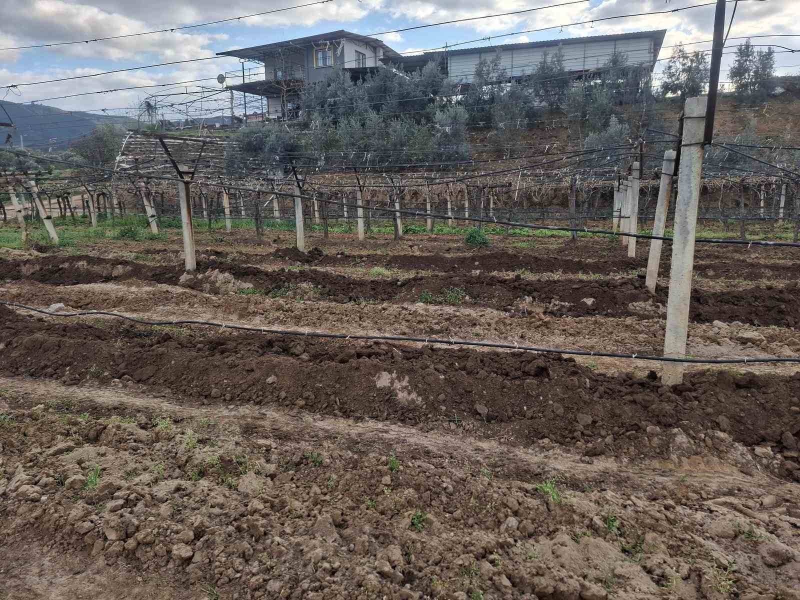 Bağlara önce milli toprak ardından doğal hayvan gübresi