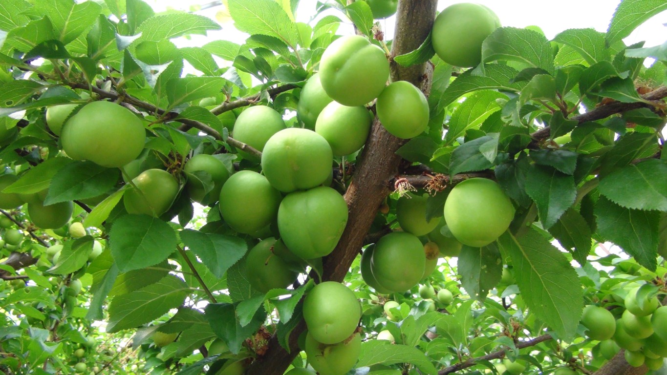 8 bin TL olan eriğin kilosu 400 lira oldu