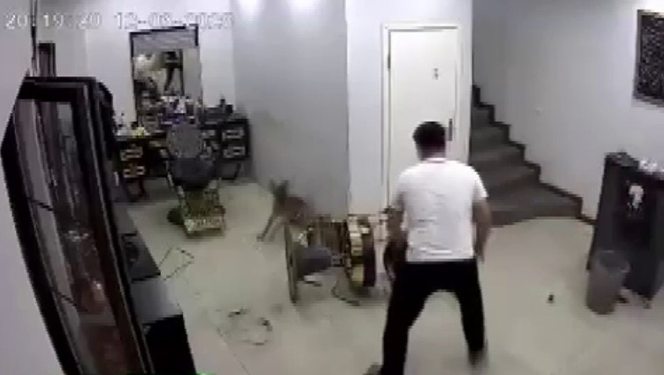 Zincirini koparan köpek kuaförde dehşet saçtı