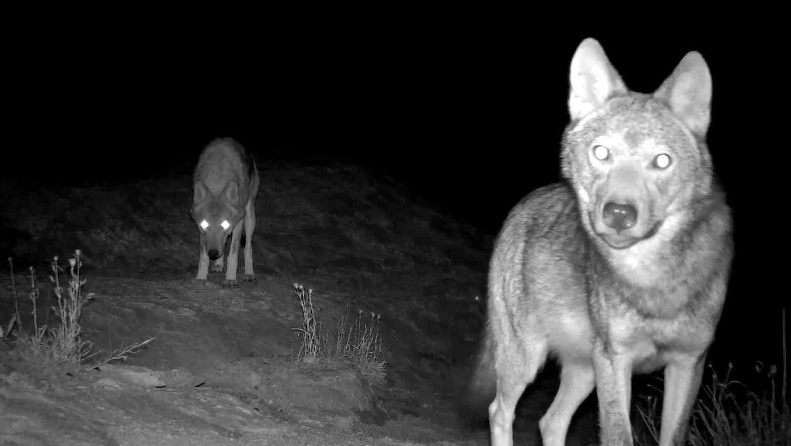 Aç kalan kurtlar köye indi!