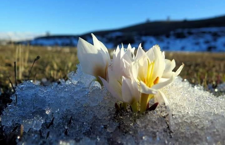 Erzincan’da kardelenler baharın müjdesini verdi