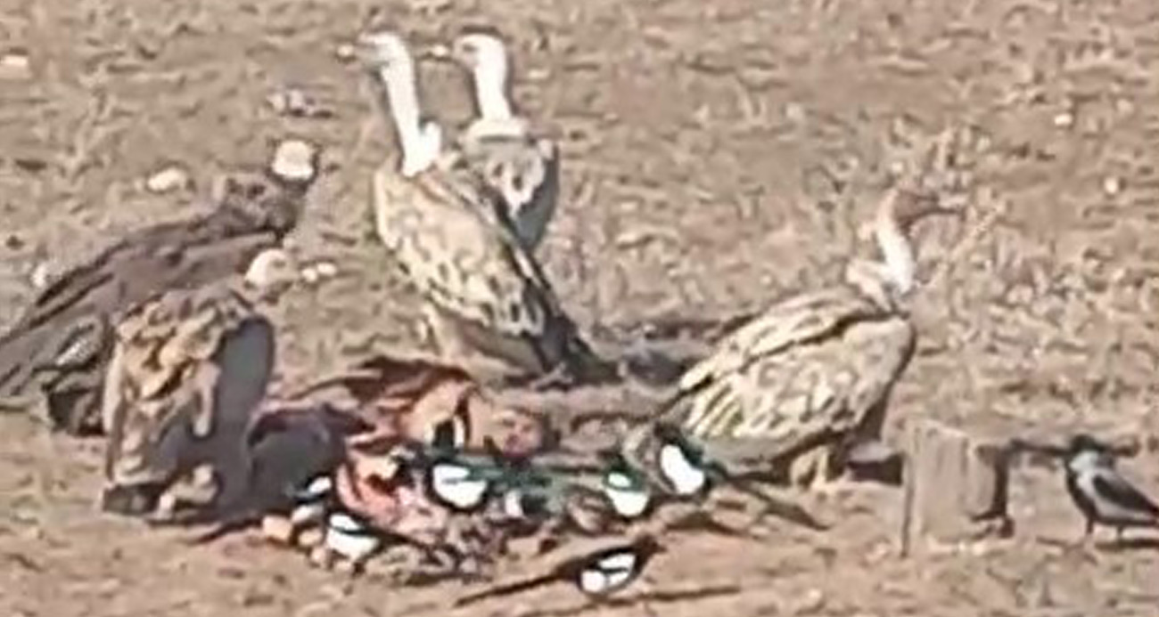 Belgesellerde gördüğü akbabaları kendi görüntüledi