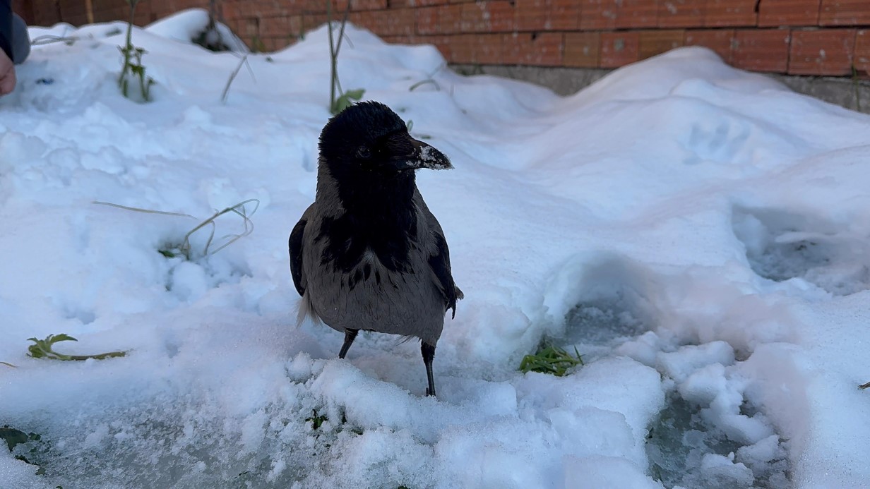 Karganın kar banyosu keyfi: “Bir tek şampuanı eksik”