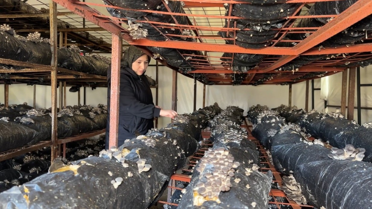 4 çocuk annesinin azmi: Yıllık 35 ton mantar üretiyor