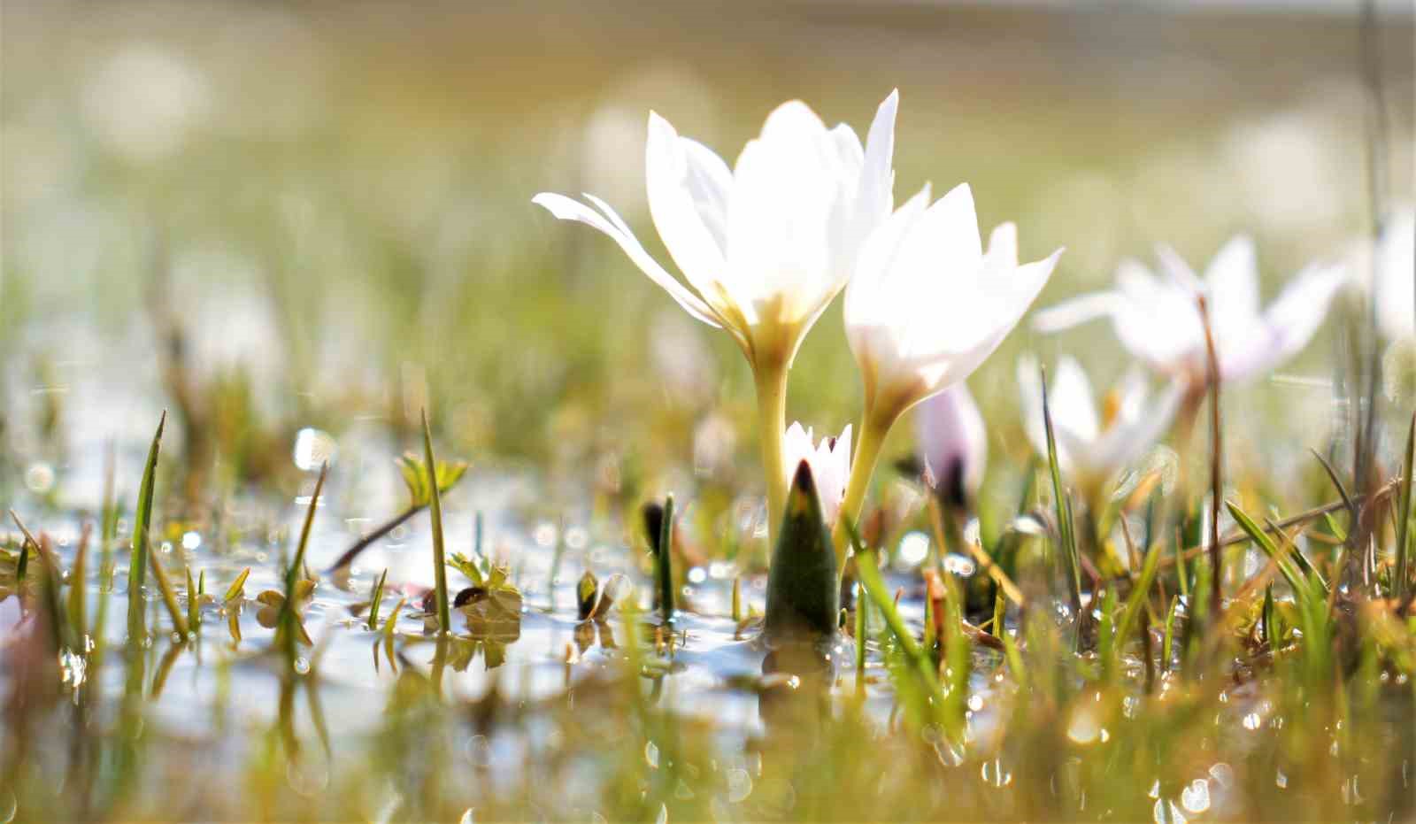 Baharın müjdecisi kardelenler çiçek açtı