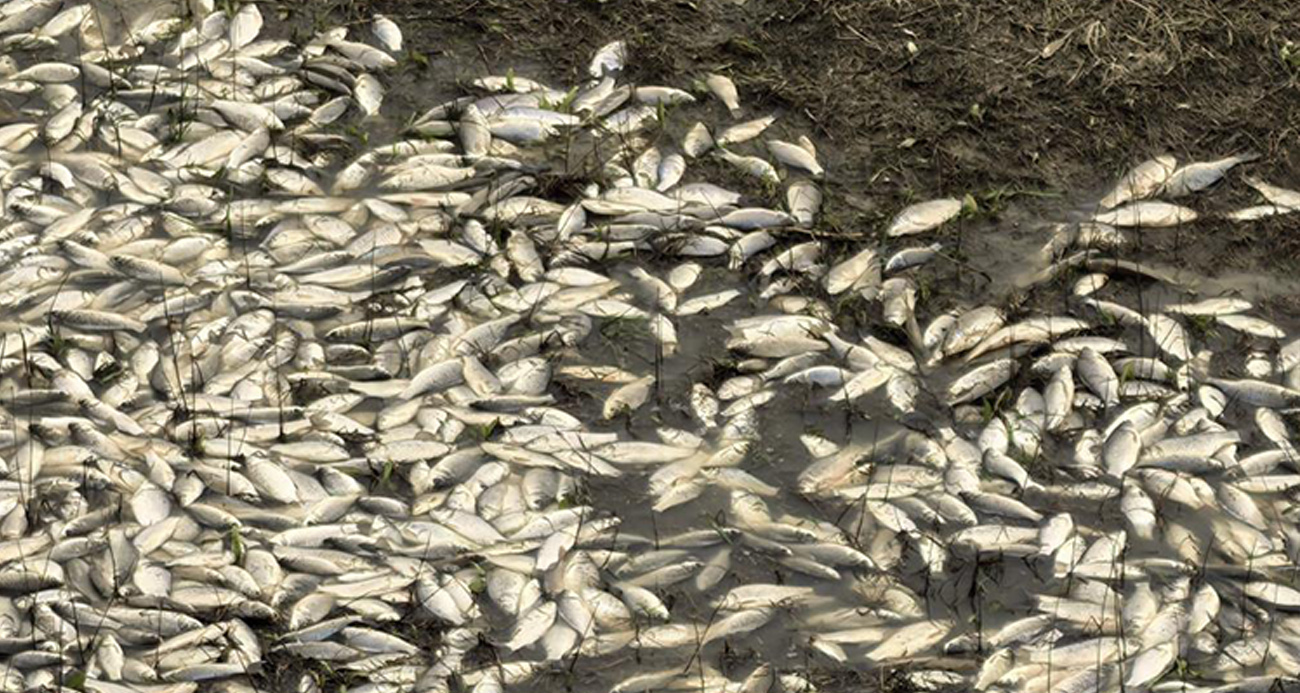 Uluabat Gölü’nde çevre felaketi