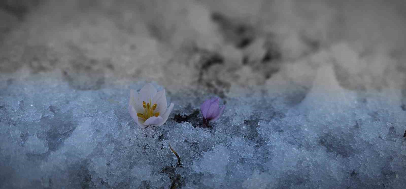 Baharın müjdecisi çiğdemler açtı